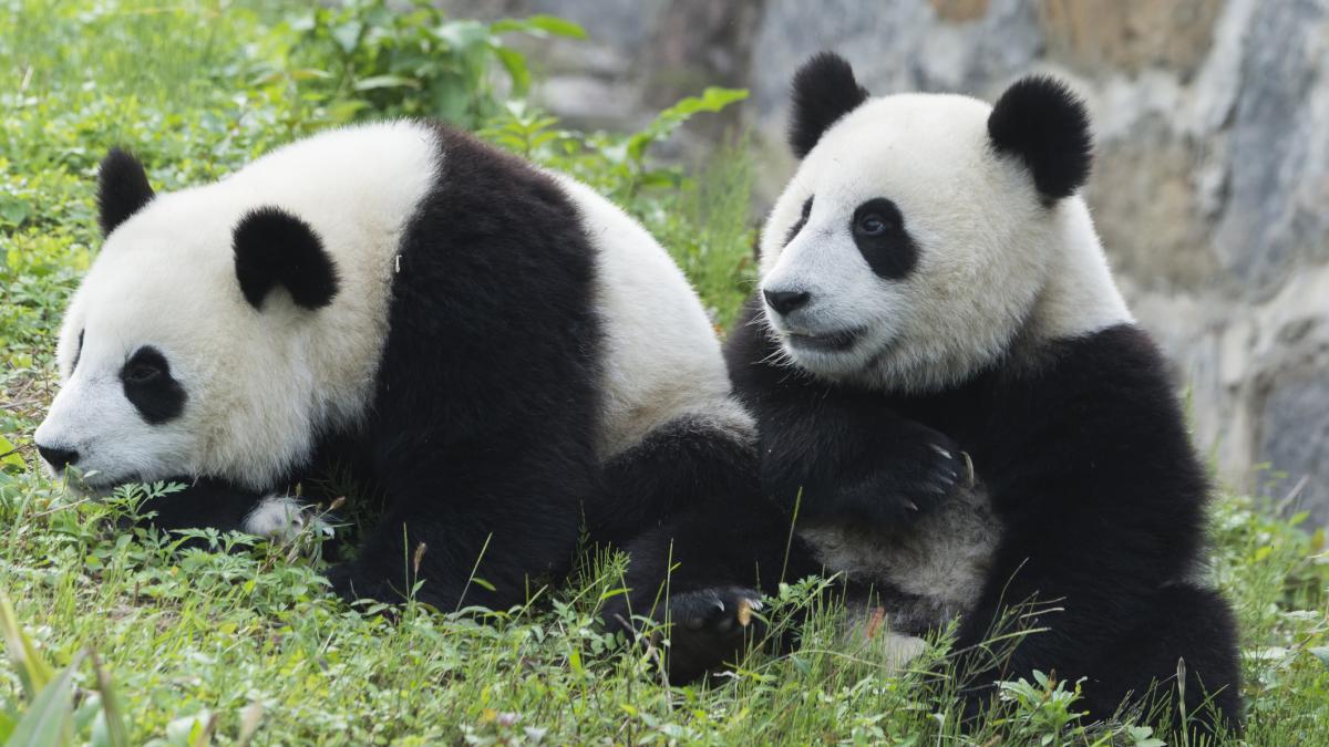 diplomatia panda bao li si qing bao din china au fost urcati intr un boeing 777 special inchiriat cu destinatia washington