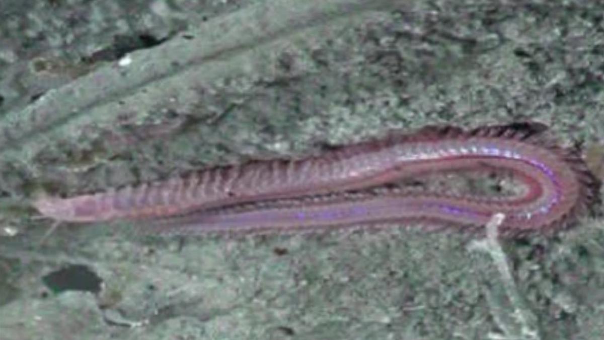 viermi giganti au fost descoperiti de cercetatori sub scoarta terestra pe fundul oceanelor aceasta fauna trebuie protejata