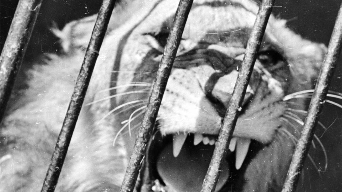 sentinta istorica in italia proprietarii unui circ au fost condamnati definitiv pentru ca au chinuit animale