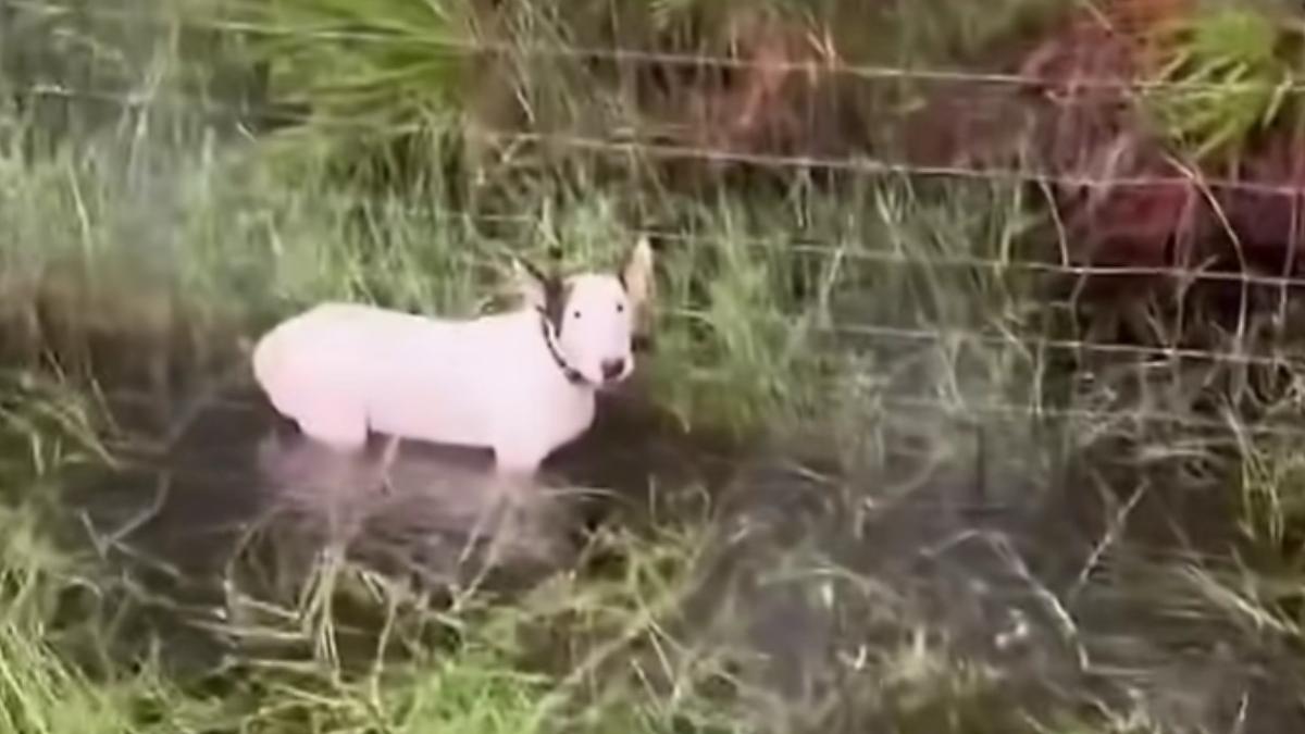 un caine a fost legat de un stalp si abandonat in apa de stapan in timpul uraganului milton din florida individul a fost arestat