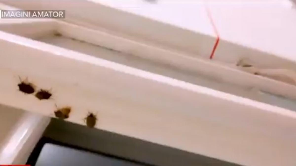 copiii sunt tratati printre gandaci si plosnite la spitalul din mures managerul unitatii sanitare da vina pe natura