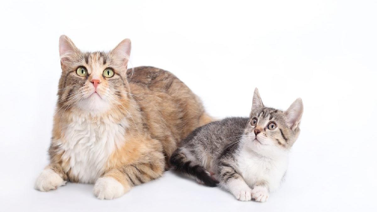 cum sa hranesti pisica in functie de varsta hrana ideala pentru pisoi si pisici adulte