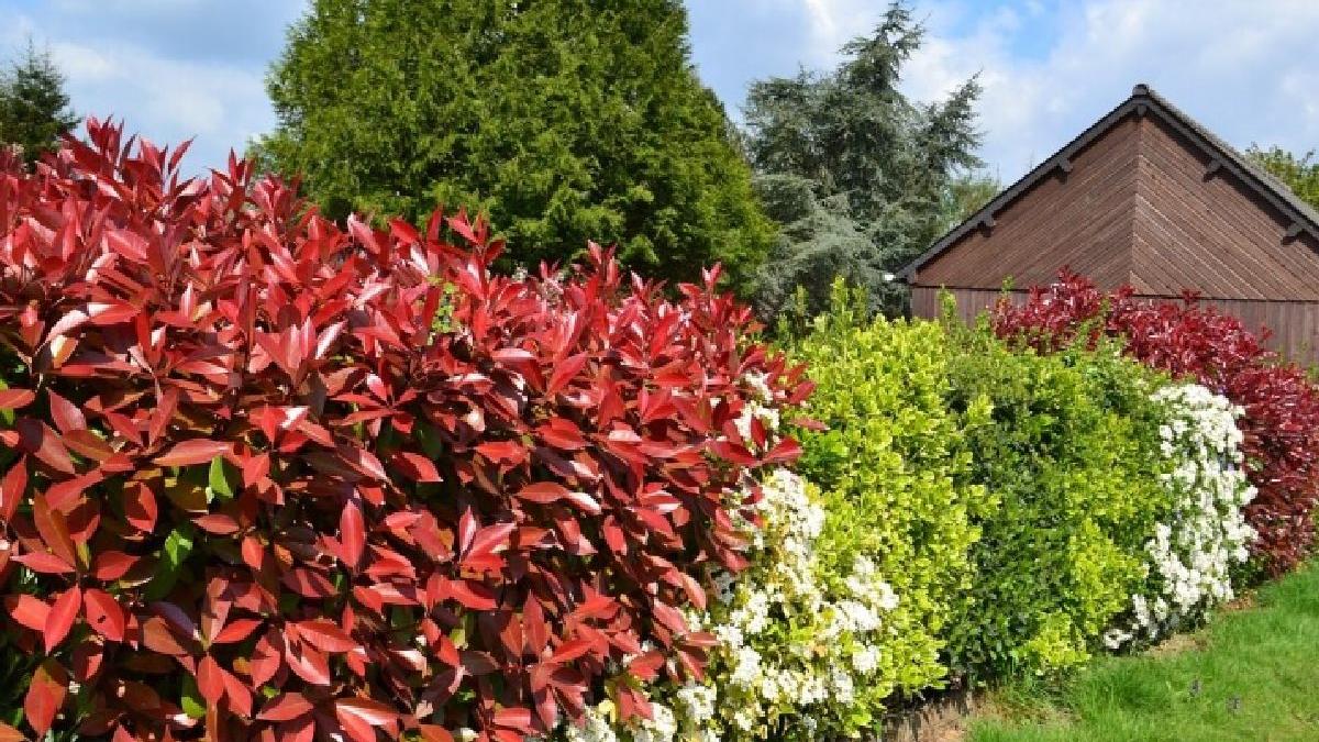 descopera eleganta naturala plante ornamentale pentru garduri vii spectaculoase