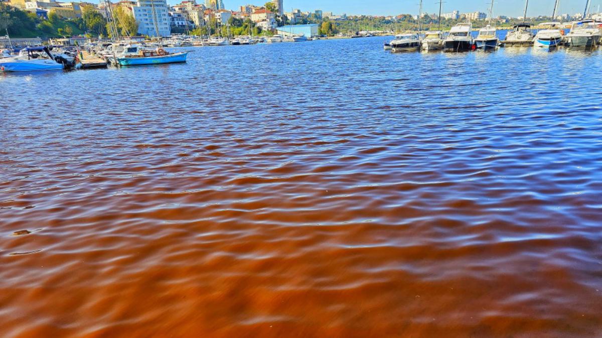marea neagra a devenit rosie cum se explica fenomenul ciudat de pe litoral nu este poluare
