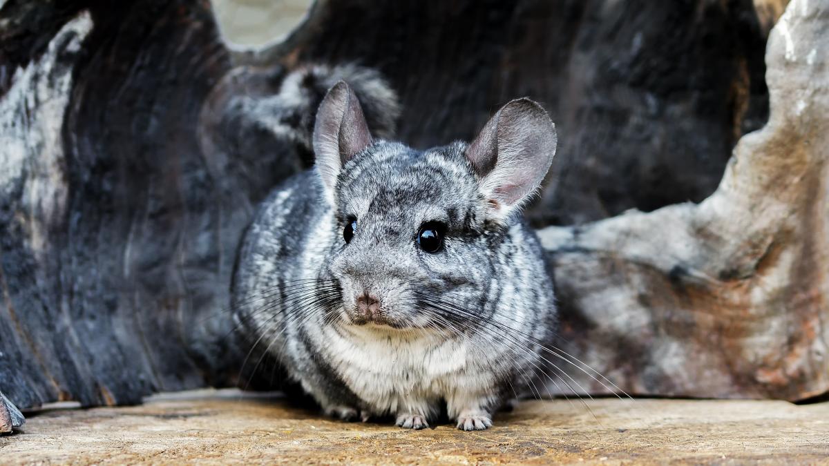 romania interzice sacrificarea speciilor de sinsila si nurca pentru blanuri legea a trecut de parlament
