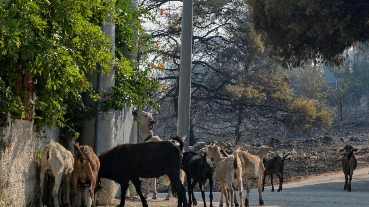 ciuma caprelor sperie grecia autoritatile au anuntat masuri pentru tot teritoriul tarii timp de zece zile