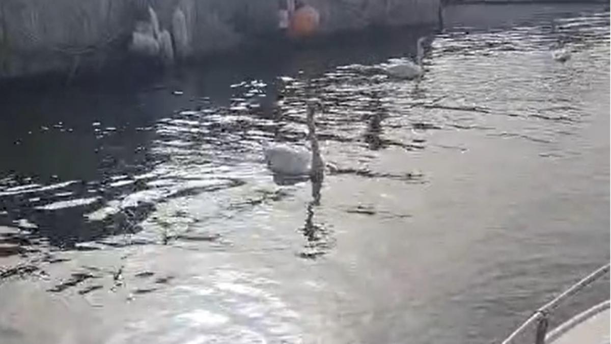 italienii din ostia sunt ingroziti dupa ce o lebada a fost momita cu paine si apoi mancata si il acuza pe un roman ca a facut asta