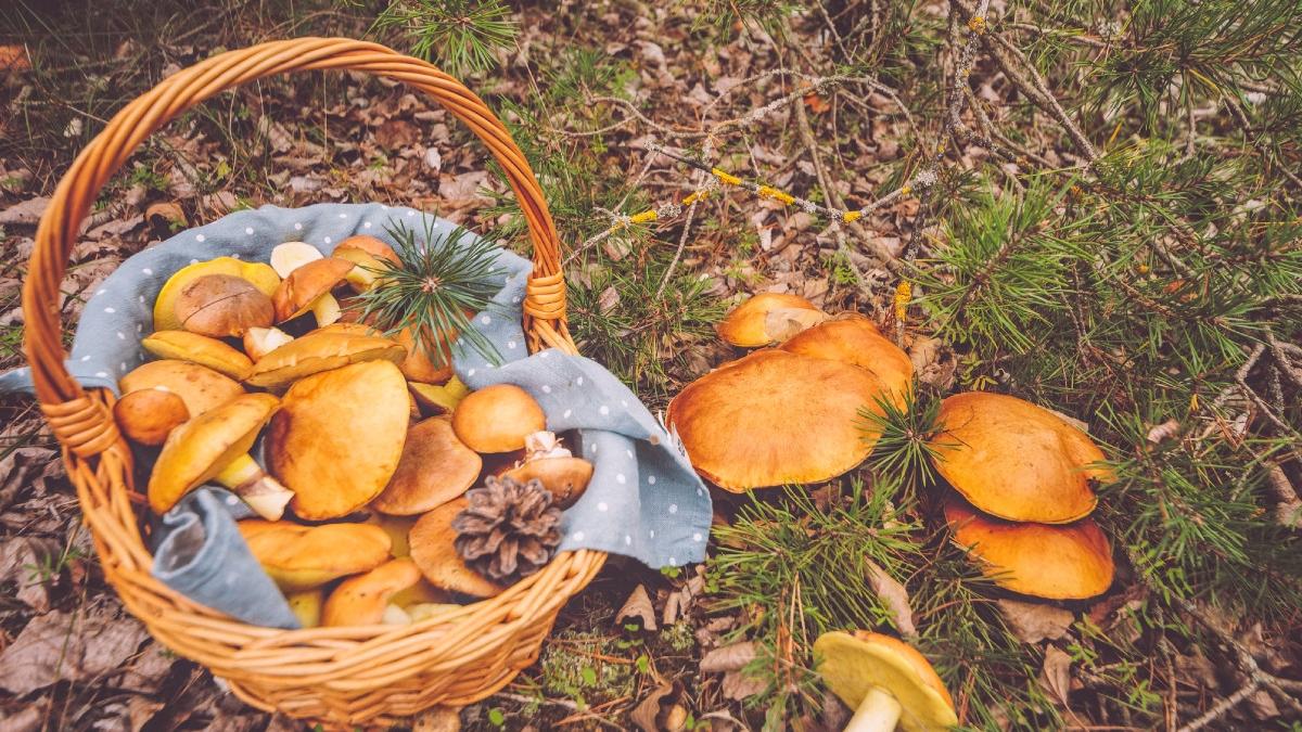 tara europeana care a impus restrictii dure pentru culesul de ciuperci care a fost motivul