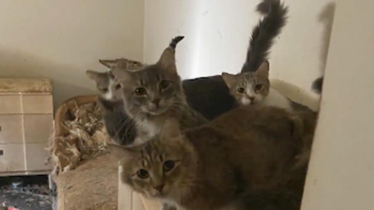 imagini socante cum arata interiorul casei in care un barbat locuia cu cele 175 de pisici ale sale