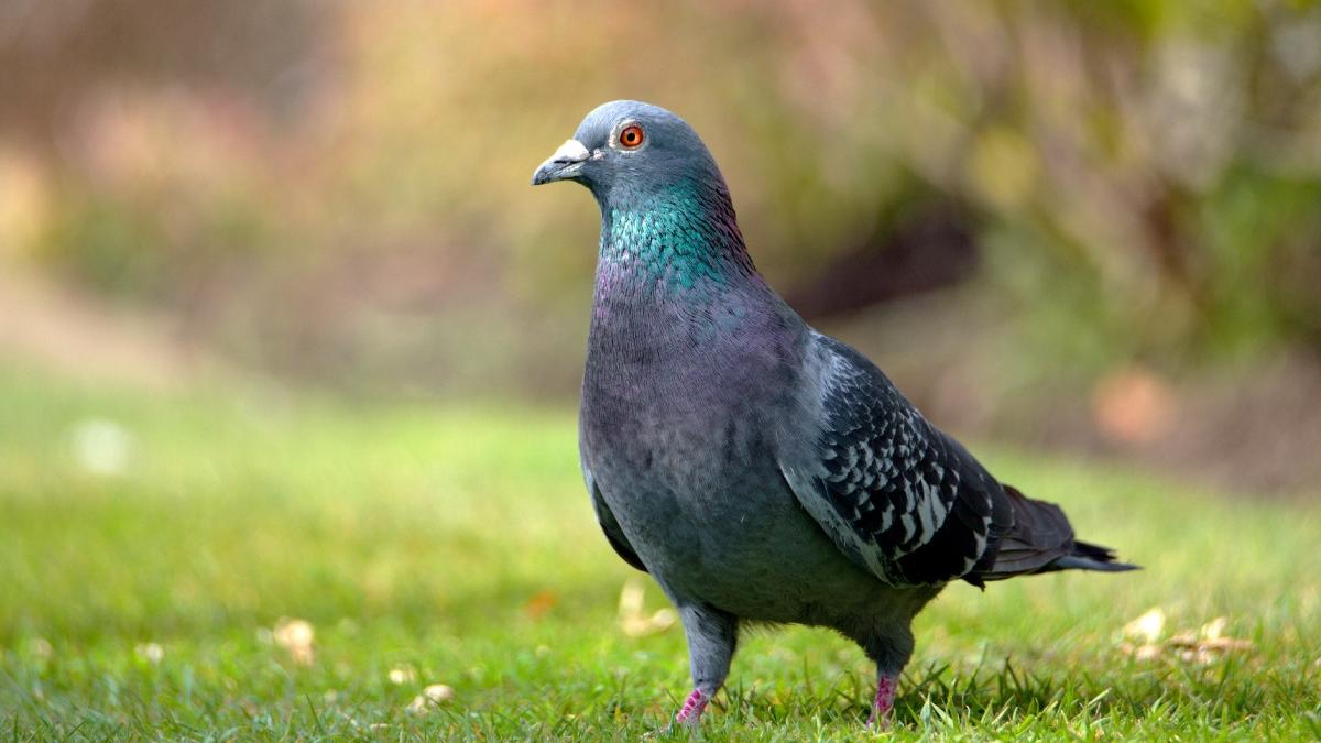 unde s a organizat un referendum pentru porumbei care este motivul