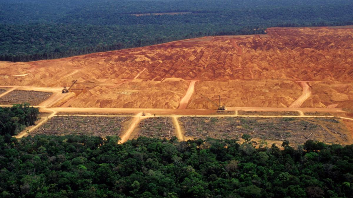 o specie de copaci din trei este amenintata cu disparitia avertisment sumbru la cop16 milioane de oameni depind de ei