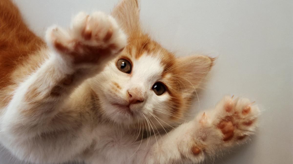 cea mai veche dovada ca pisicile fac biscuiti dintotdeauna ce au descoperit arheologii din ierusalim