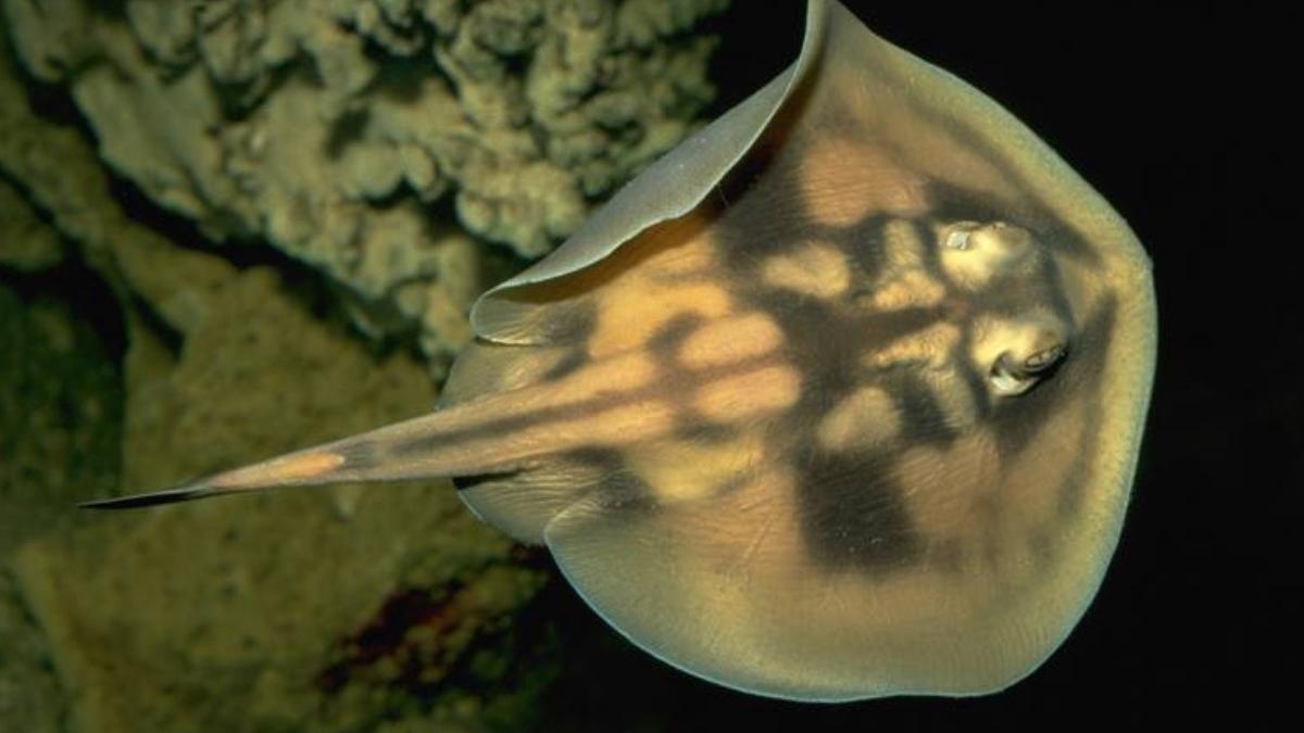 povestea primului peste marin care a disparut din cauza oamenilor a fost vazut ultima data acum 160 de ani