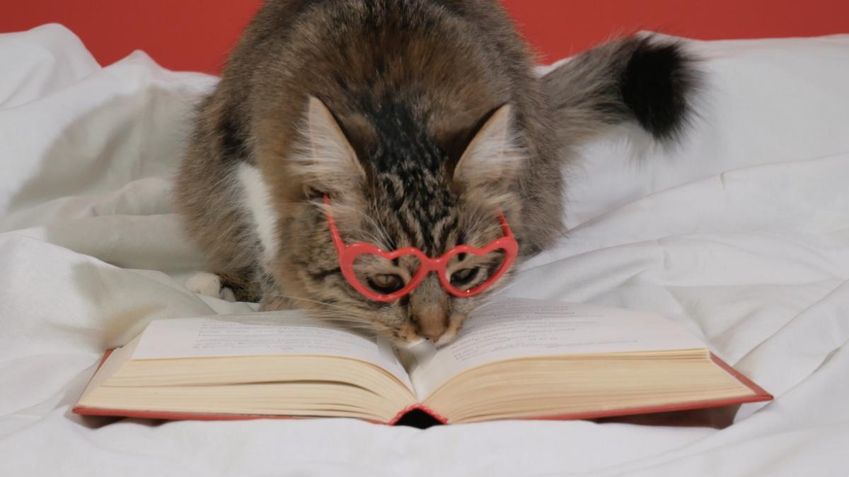 prima carte speciala pentru pisici scrisa pe limba lor meow meow meow