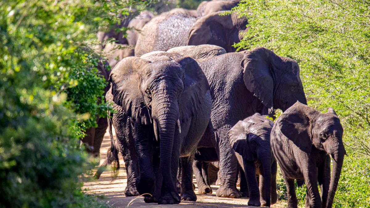 un tribunal din colorado va decide daca elefantii pot avea acelasi drepturi ca oamenii