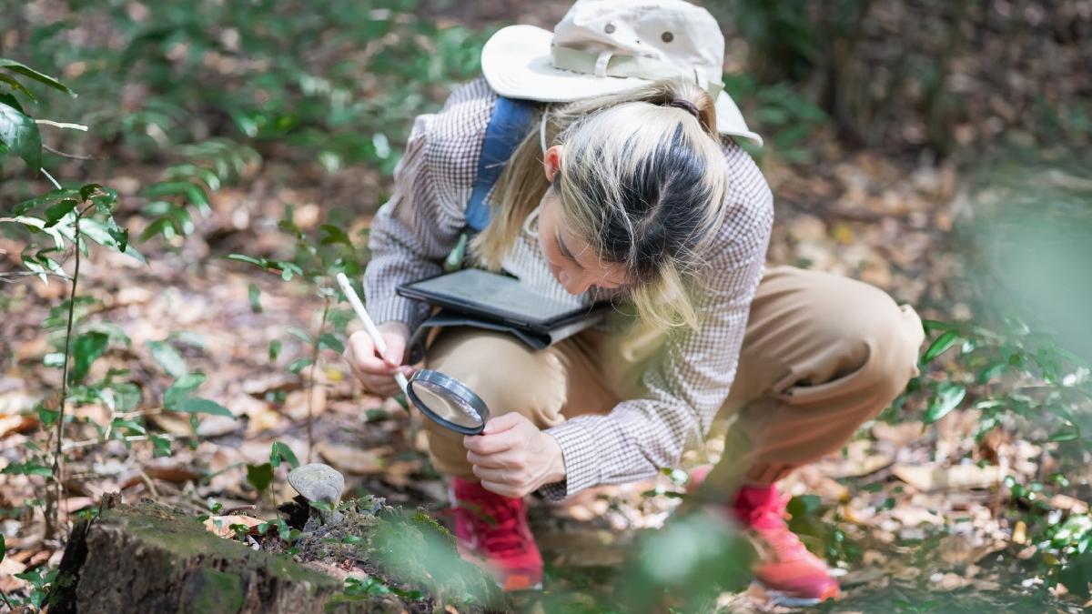 o noua specie de broasca a uimit lumea stiintifica are 6 95 mm si este a doua cea mai mica vertebrata din lume