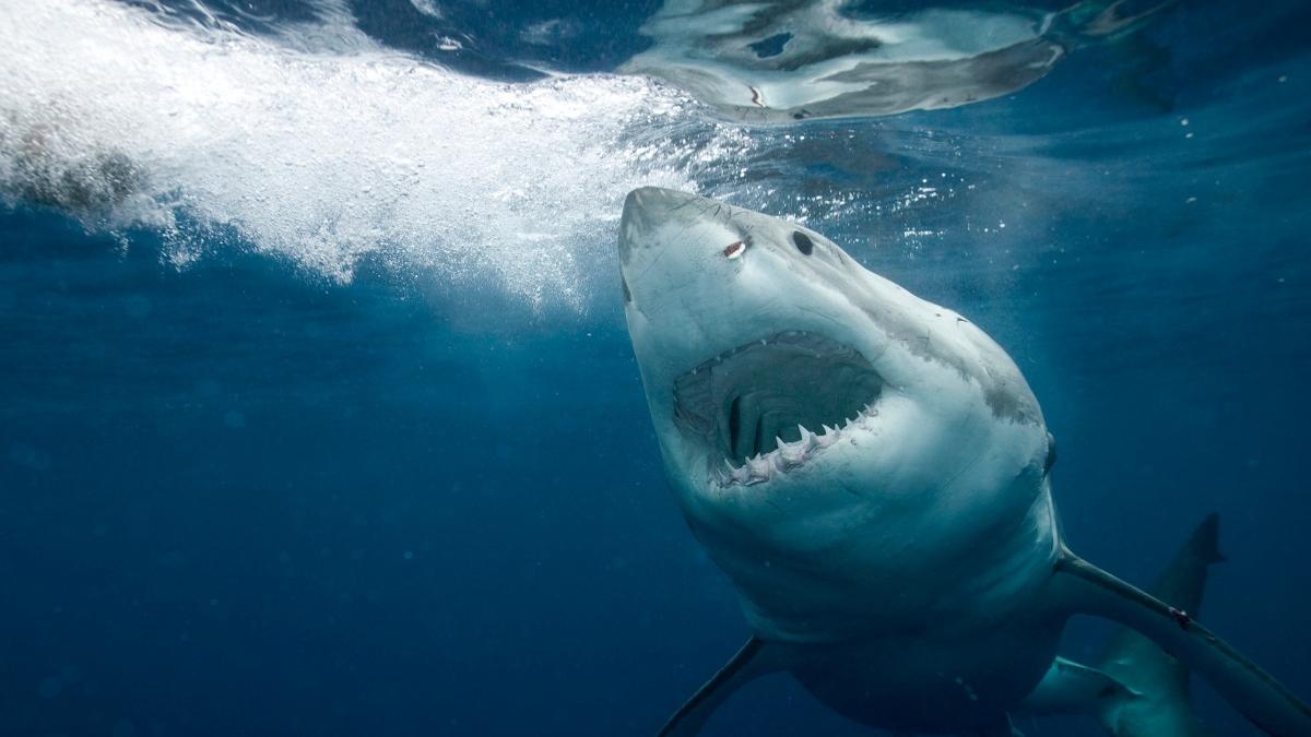 cum a ajuns un barbat sa fie muscat de 2 ori de rechini la 11 ani distanta si in acelasi loc a fost infricosator