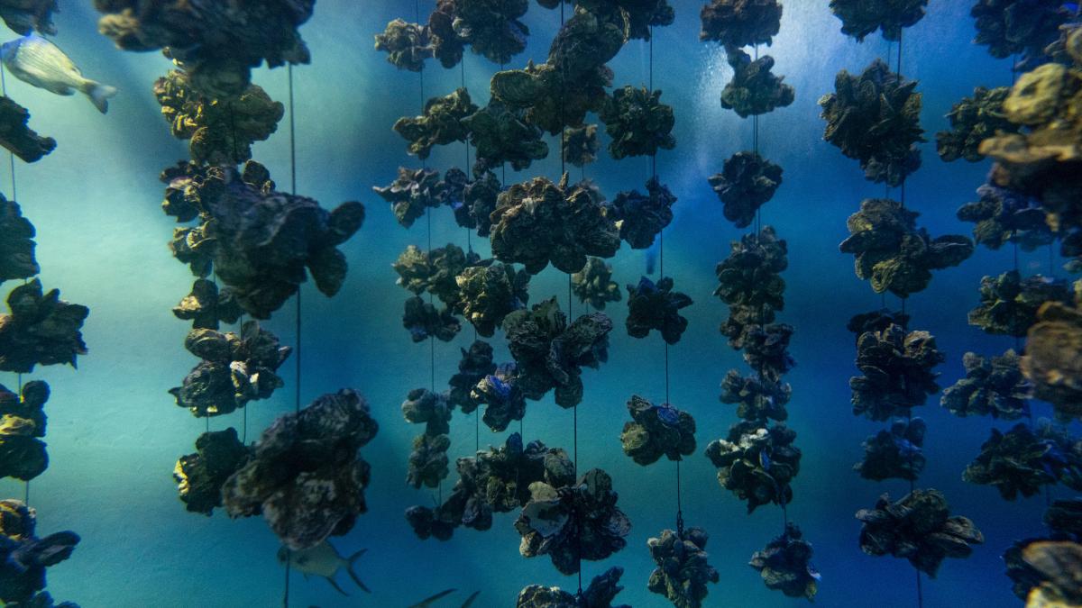 ferme marine cu midii si stridii frantuzesti in marea neagra romania vrea sa intre pe o piata dominata pana acum de turcia si bulgaria