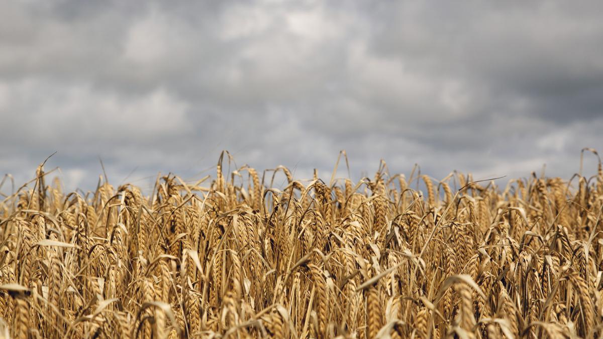 17 miliardari au primit cele mai mari subventii pentru agricultura de la ue pe lista fostul ceo lego si fostul premier al cehiei