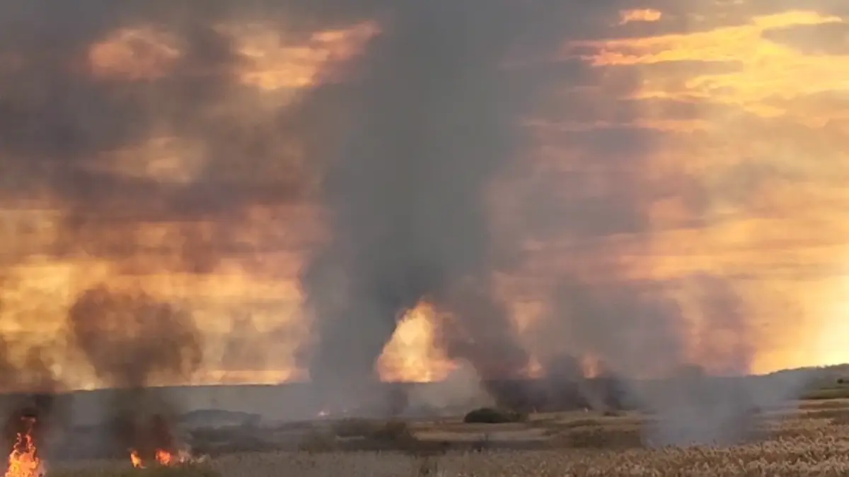 incendiu puternic in delta neajlovului pompierii nu pot intra sa stinga flacarile in interior pentru ca zona e mlastinoasa