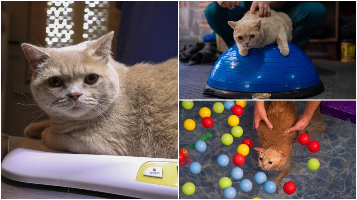 o pisica pofticioasa s a apucat de pilates ca sa slabeasca ce include programul personalizat pe care i l a facut veterinarul