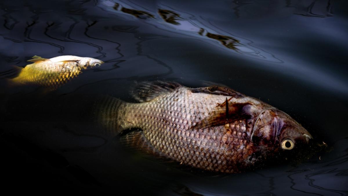 zeci de pesti printre care si specii protejate gasiti morti pe un rau din harghita garda de mediu cere o ancheta penala