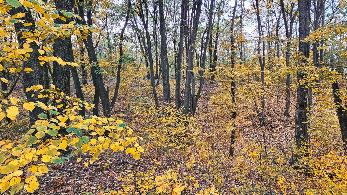 centurile verzi legiferate la nivel national comisia pentru mediu a camerei deputatilor a votat amendamentele la codul silvic