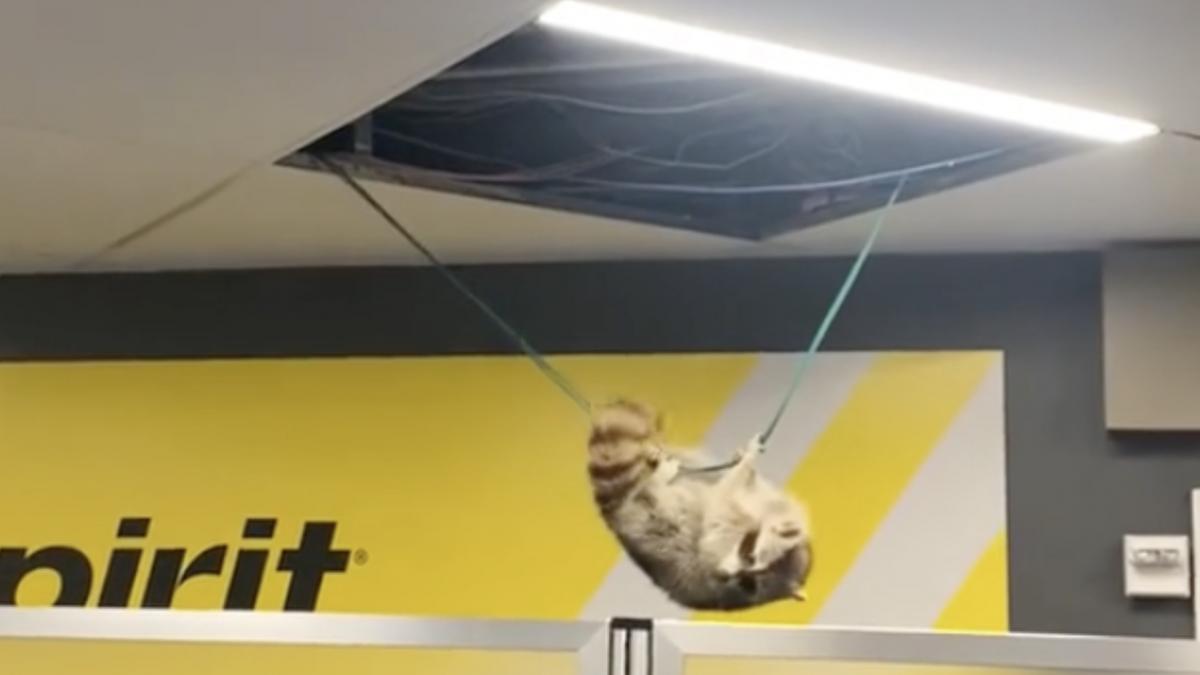 momentul in care un raton cade din tavan apoi ia la fuga printre pasageri filmat in aeroportul laguardia din new york