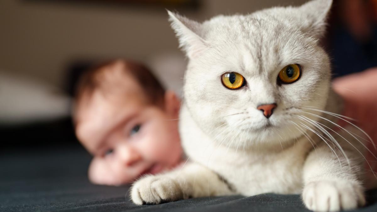 pisicile inteleg cuvintele mai bine decat bebelusii un nou studiu arata cum recunosc felinele limbajul uman