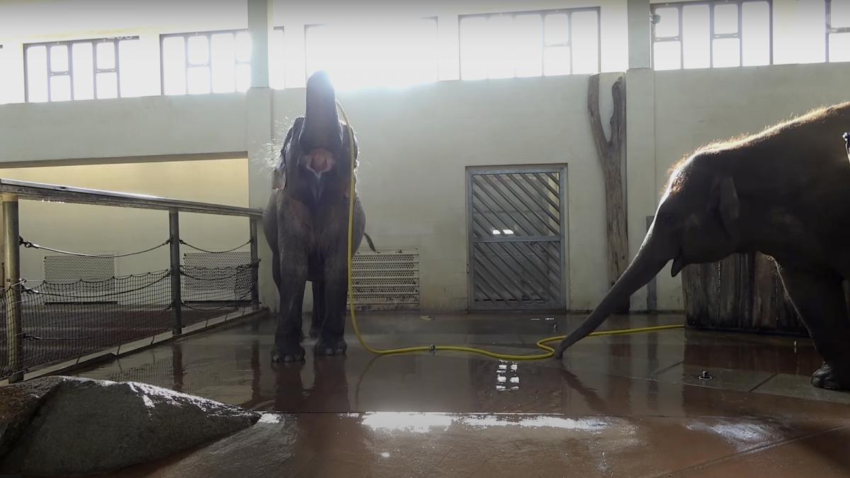 elefantul mary a invatat sa se spele singur cu furtunul anchali o femela mai tanara o sabota i a intrerupt dusul cu trompa