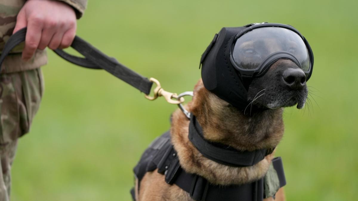 ochelari si veste de protectie pentru cainii soldati imagini inedite cu una meg bonnie si grainger