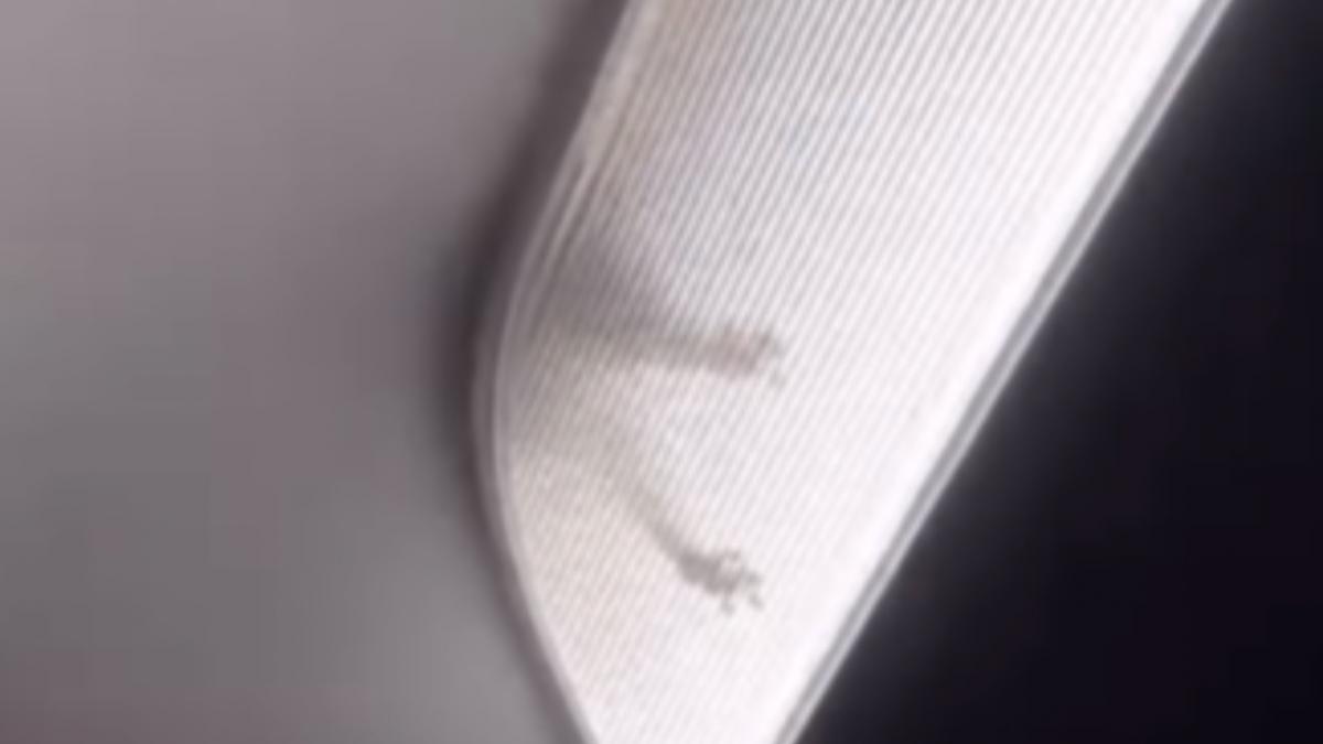 panica in timpul unui zbor spre los angeles un animal s a plimbat prin tavanul avionului