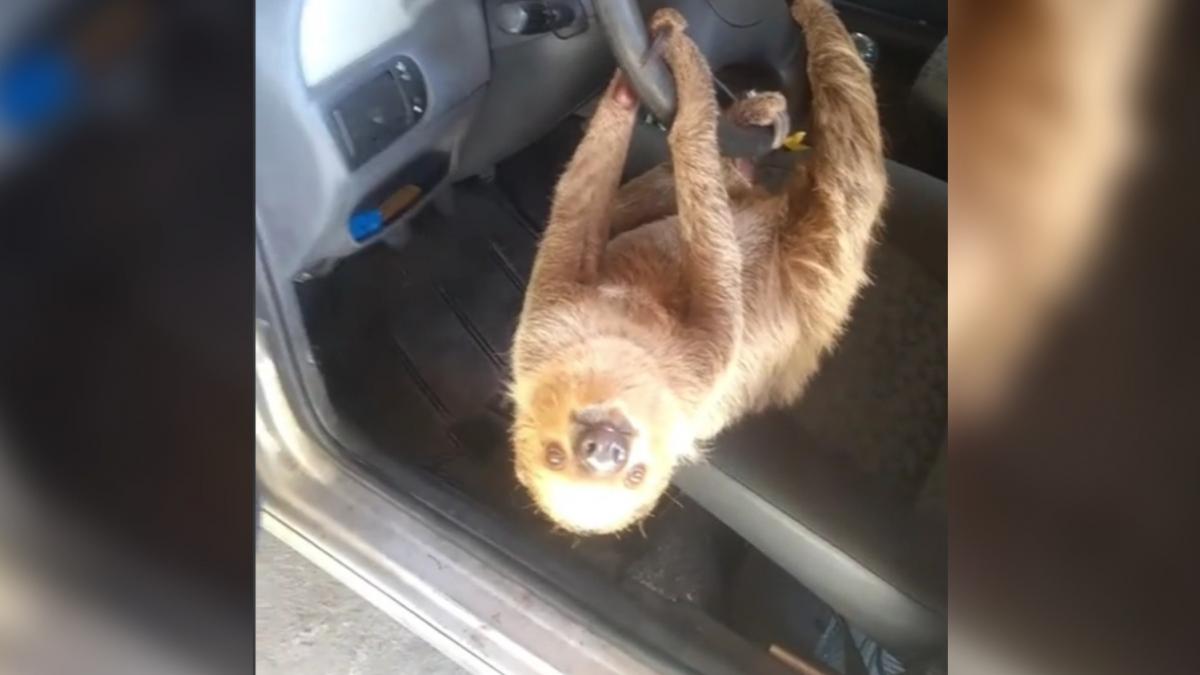 un barbat care si a lasat geamul deschis la masina s a trezit dimineata cu un lenes la volan imaginile virale pe tiktok