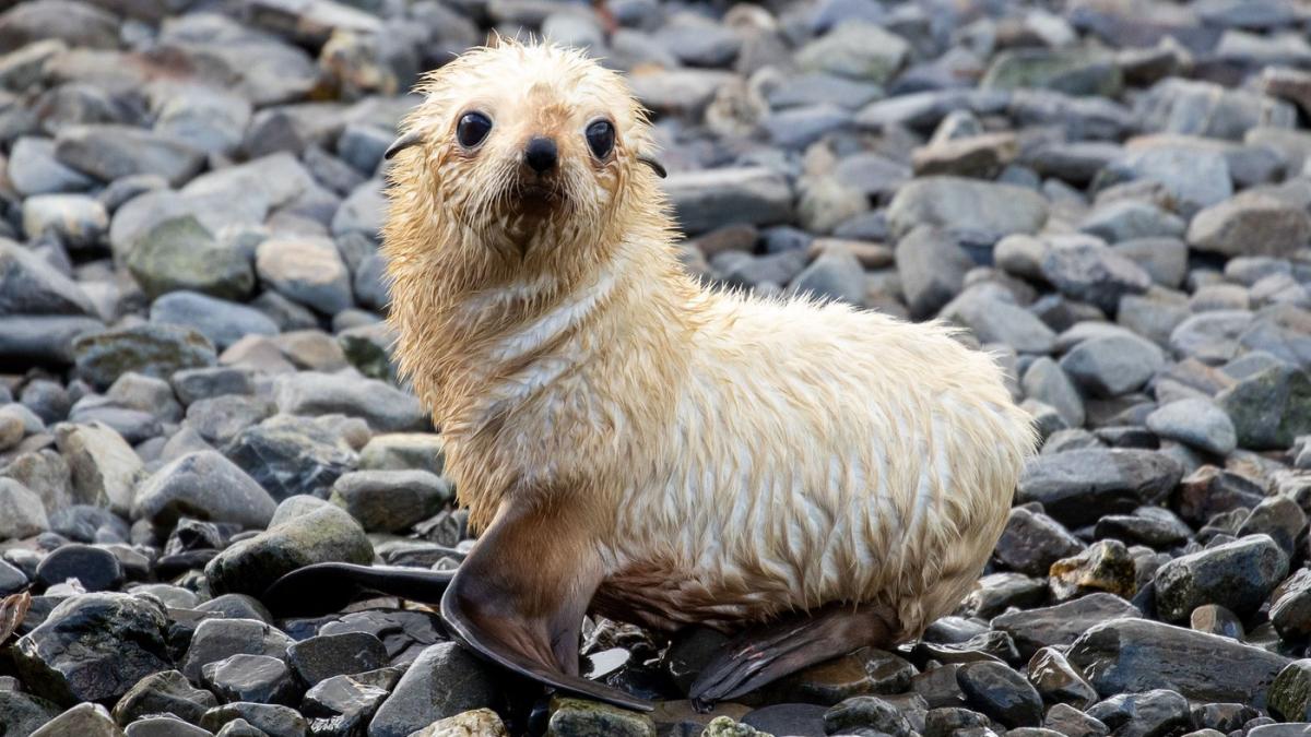 imagini senzationale cu un pui de foca blond simpatic si jucaus fratii lui arata complet diferit