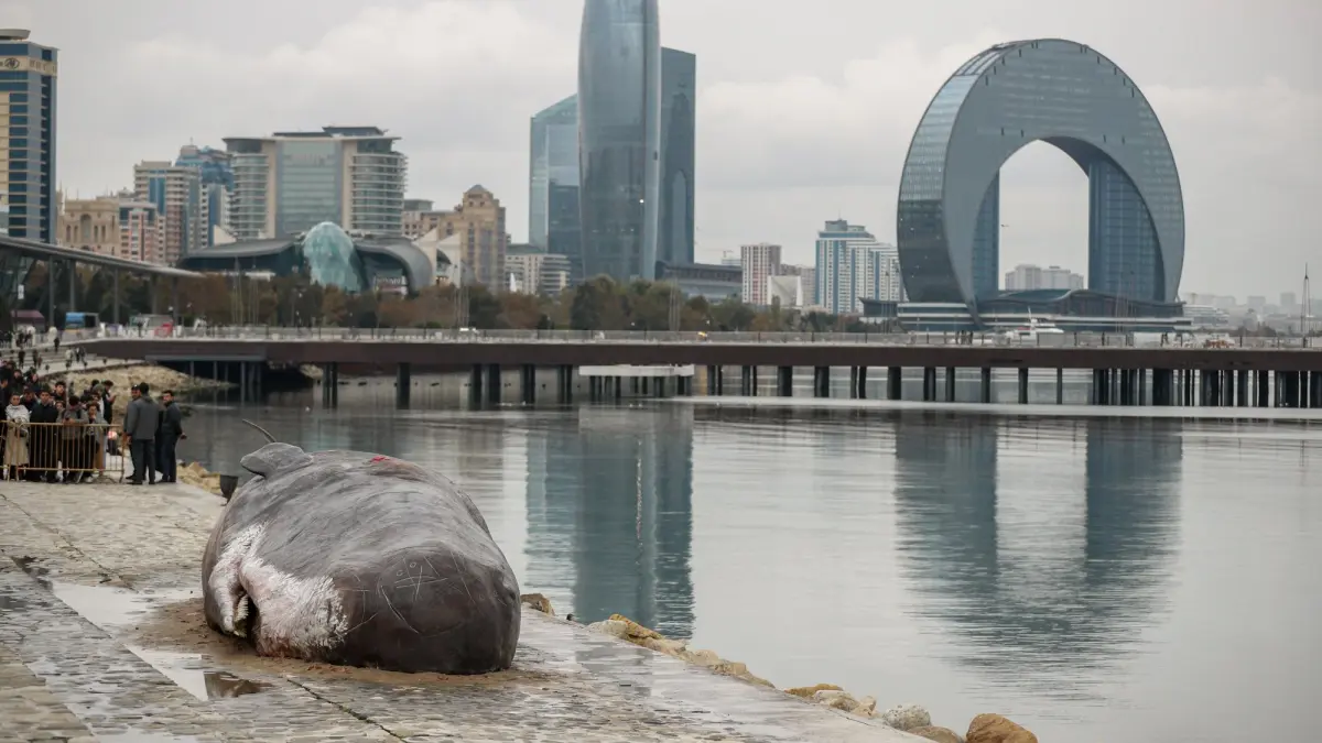 cop29 o balena esuata puternic mirositoare a fost expusa la baku presedintele azer ilham aliev petrolul dar de la dumnezeu