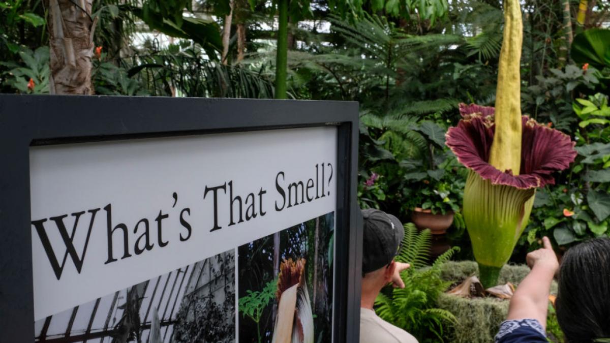 mii de oameni stau la coada ca sa vada floarea unei plante cadavru care emana miros de sobolani morti