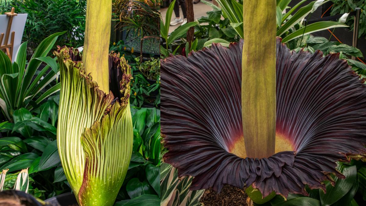 planta cadavru a inflorit la o gradina botanica din australia transmisiunea live cu momentul rar in care titan arum se deschide