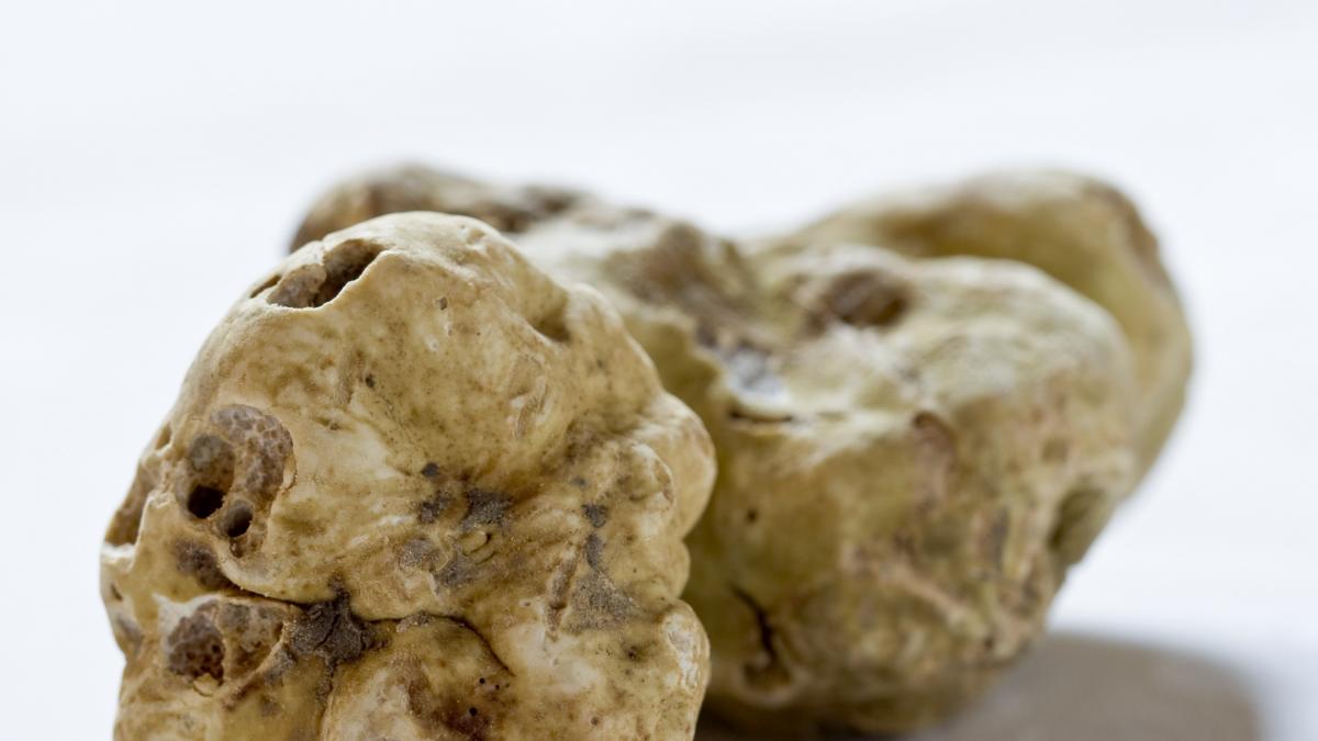 pret record pentru doua trufe gemene vandute la licitatie 140 000 de euro pentru mai putin de un kilogram