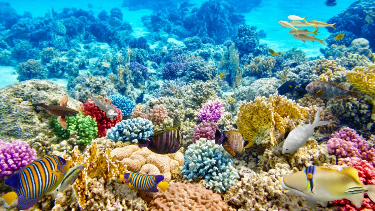 jumatate din speciile de corali tropicali sunt amenintate cu disparitia sunt esentiale stabilizeaza coastele si stocheaza carbon