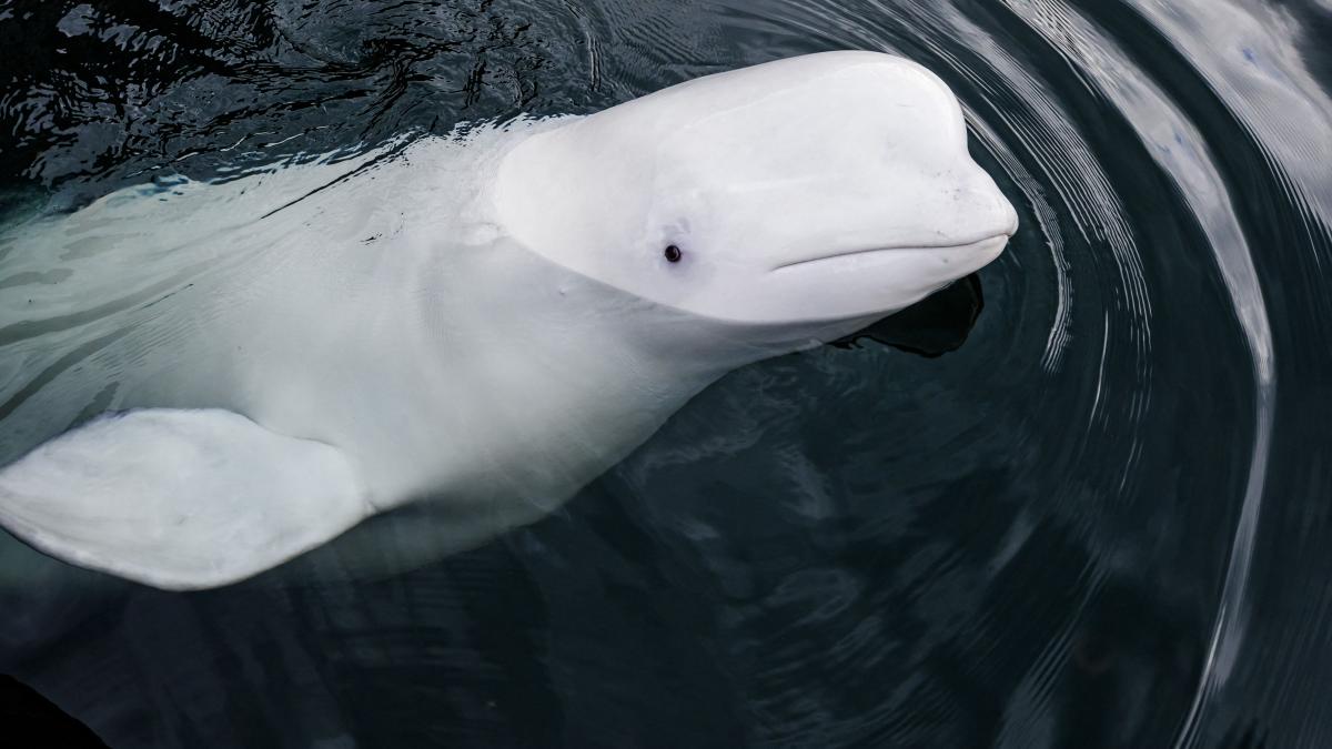 misterul balenei inhamate din apele nordice hvaldimir a fost un dezertor din armata lui putin dar sfarsitul nu i a venit din rusia