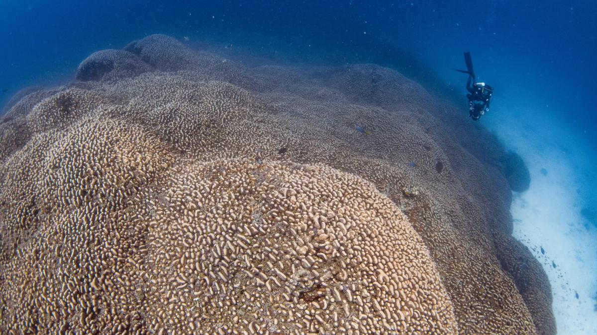 cel mai mare coral din lume a fost descoperit in pacific este de trei ori mai mare decat big momma