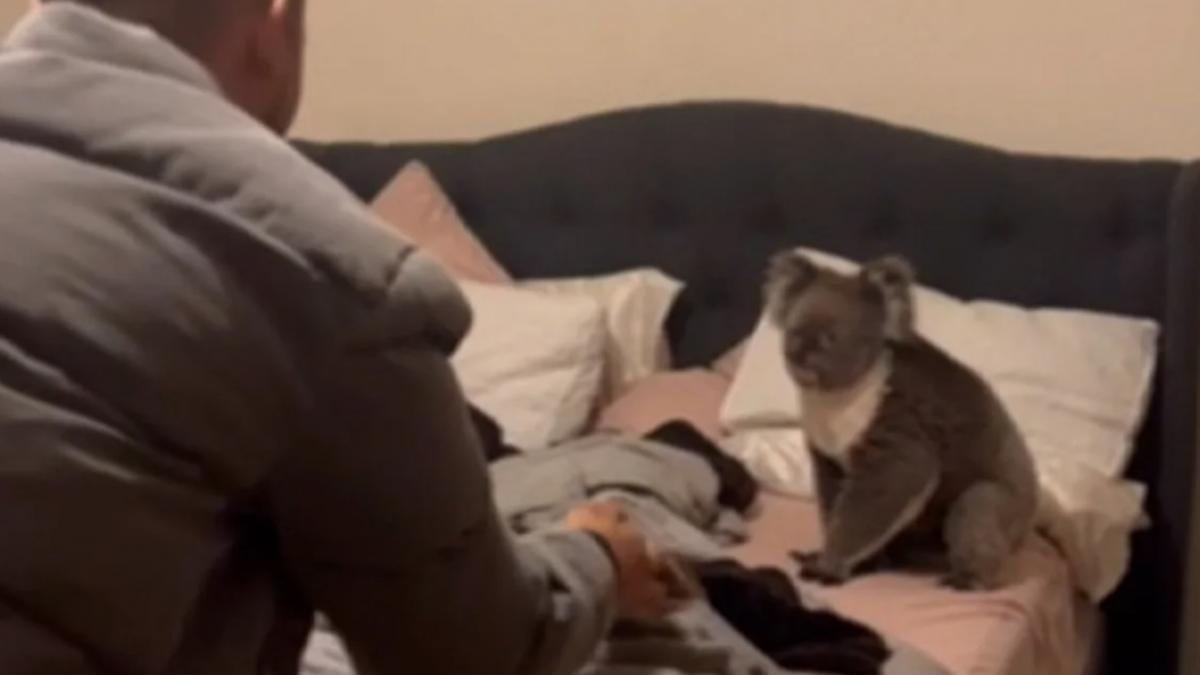 numai in australia doi soti care s au intors acasa au gasit un koala in patul lor