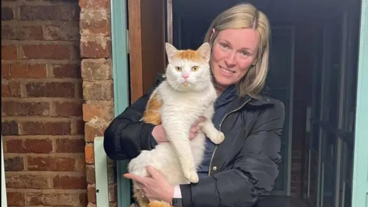 un motan a plecat de acasa din scotia si a fost gasit la 500 km distanta in anglia nimeni nu stie cum a fost posibil