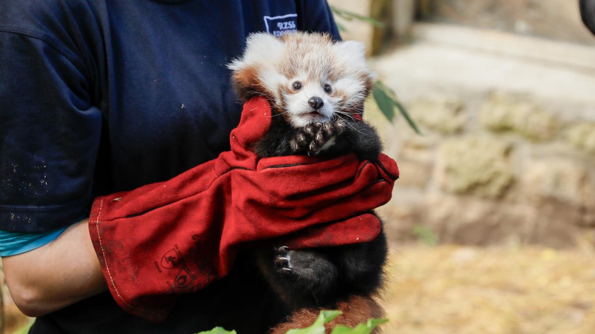 un pui de panda rosu a murit din cauza stresului provocat de artificii la o gradina zoologica din edinburgh