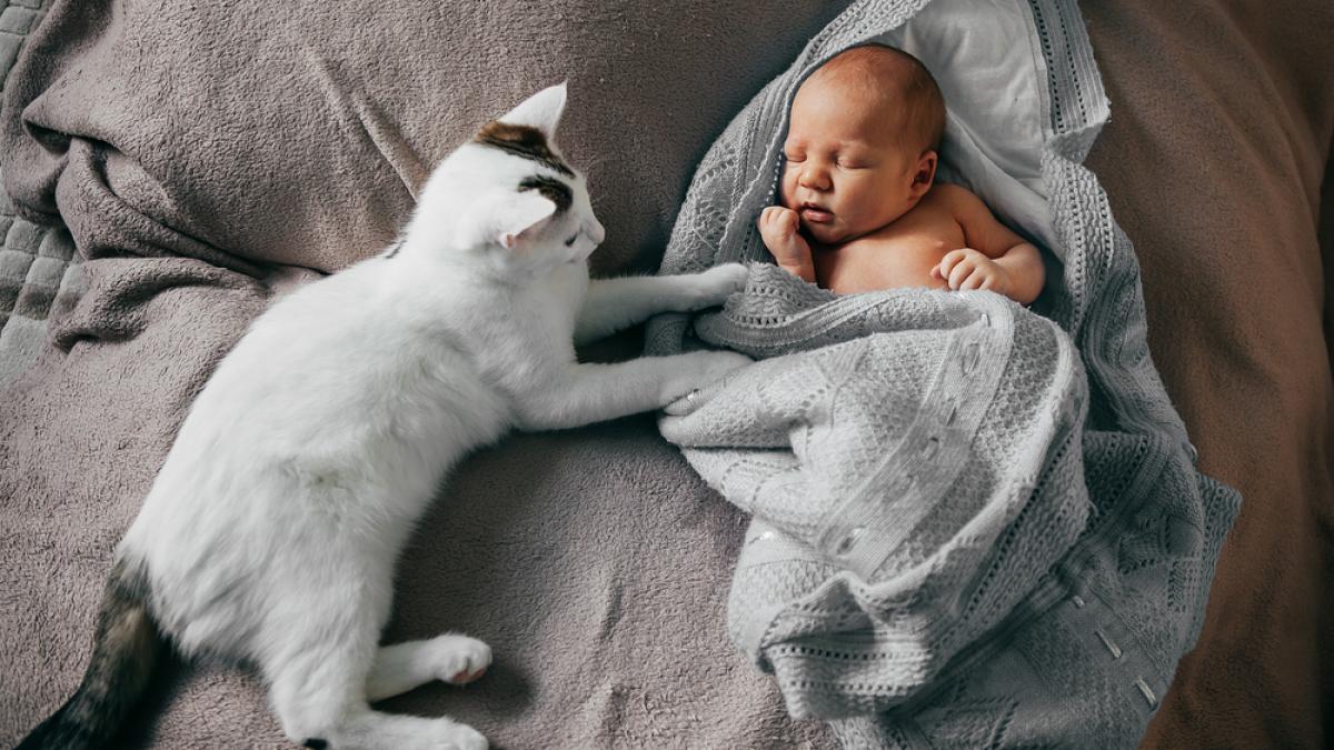 sosirea bebelusului si convietuirea in siguranta cu pisica familiei