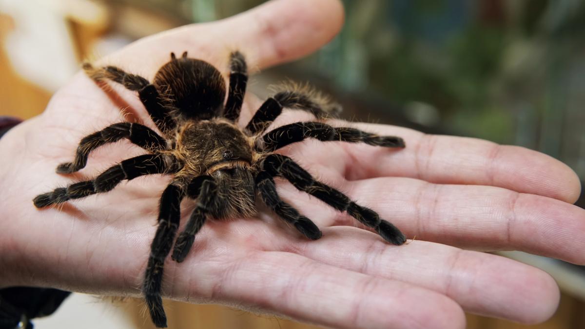 un barbat a incercat sa urce in avion cu sute de tarantule ascunse sub haine cum a fost prins