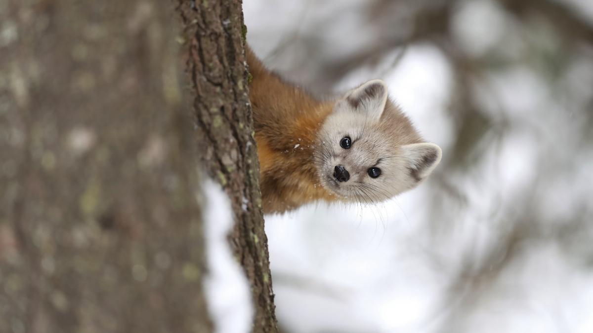 alerta la o gradinita de unde dispareau zilnic pantofii copiilor toata lumea a ramas uimita cand a vazut pe camere video cine e hotul