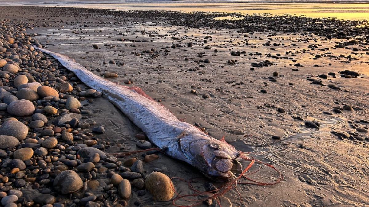 pestele apocalipsei a aparut din nou pe o plaja din california un cutremur s a inregistrat dupa ce a fost vazut ultima oara