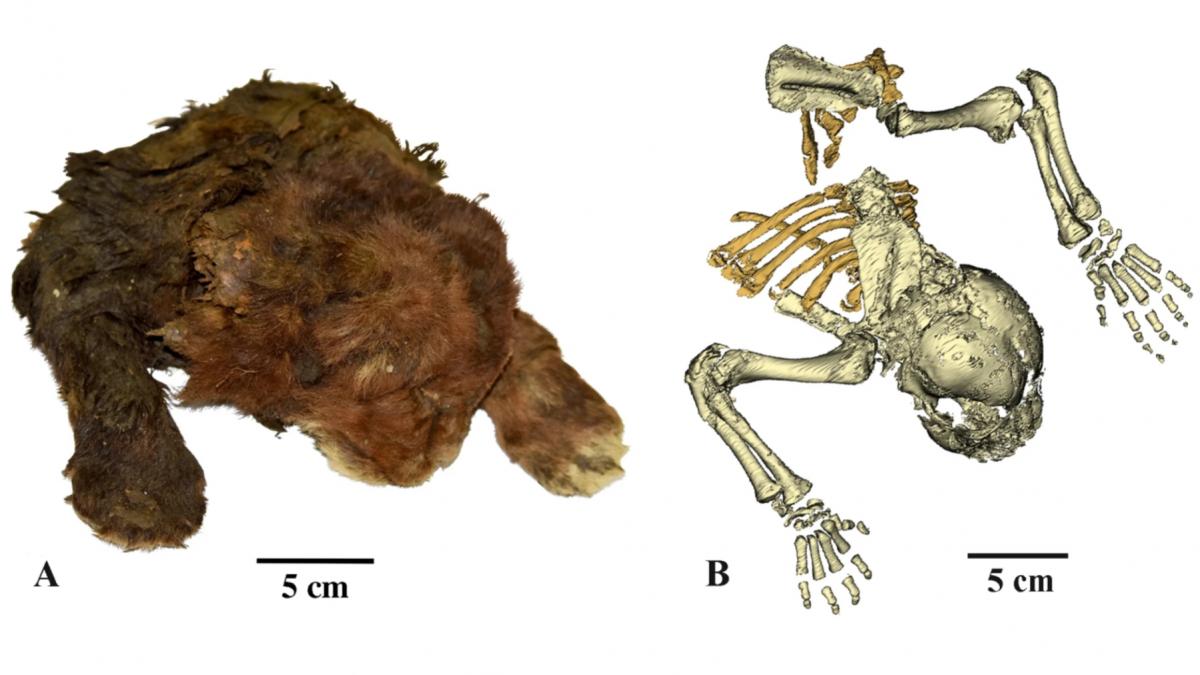 descoperire arheologica uluitoare mumia unui pui de pisica cu dinti sabie a fost gasita in siberia cu pielea si blana intacte