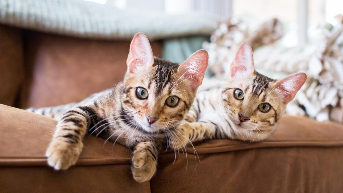 disputa in instanta intre doi fosti soti la cine raman pisicile dupa partaj